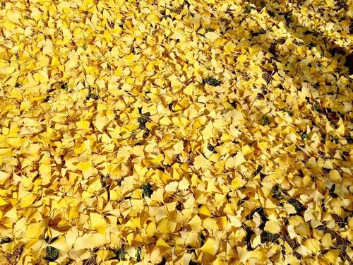 銀杏千年，等候的是秋的思念