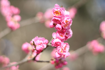 春花爛漫莫辜負