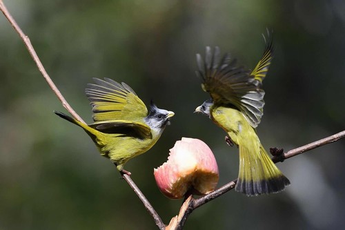 躍動(dòng)的生命