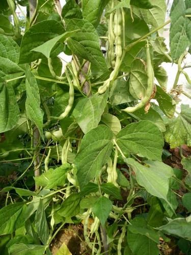 陜煤建設(shè)韓城分公司土建十項(xiàng)目部瓜果蔬菜大豐收