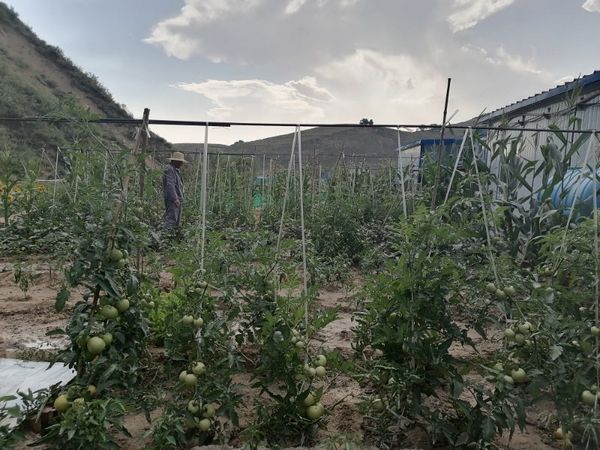 陜煤建設(shè)天工公司安裝三部餐桌上的“營(yíng)養(yǎng)綠”