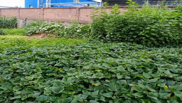 陜煤建設(shè)洗選煤運(yùn)營公司紅柳林洗煤廠項(xiàng)目部：職工“菜園子”，舒筋又舒心