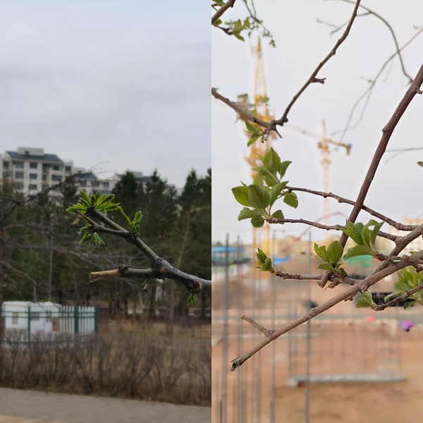 抬頭看，鄂爾多斯的春天