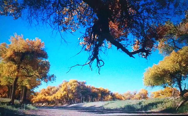 走進(jìn)內(nèi)蒙額濟(jì)納，與胡楊林的美撞個(gè)滿懷