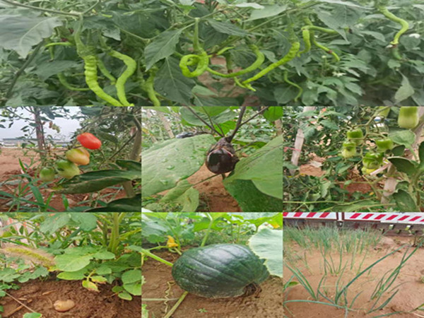 陜煤建設(shè)咸陽分公司第九項(xiàng)目部：碩果累累的“菜園子”，滿滿當(dāng)當(dāng)?shù)摹安嘶@子”