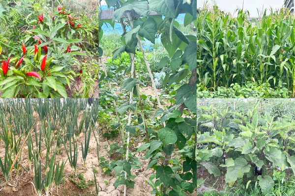 陜煤建設(shè)天工公司土建第七項目部：小小“菜園”，播種即是收獲